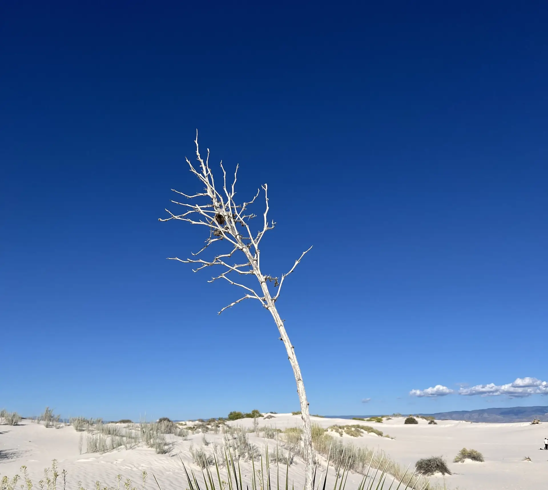 Why New Mexico Should Be Your Next Road Trip